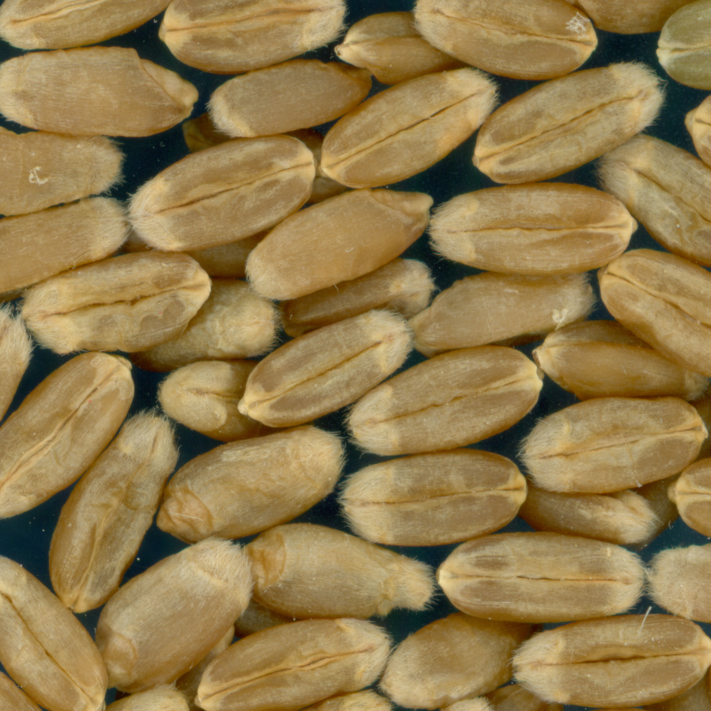 KERNELS